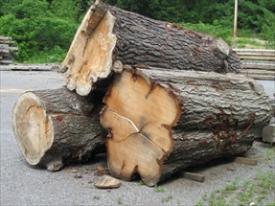Impressive salvaged oak logs, though not white oak?